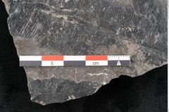 Foto (Detailansicht) von Taeniopteris vittata Brongniart (NHMW-GEO-2024-0188-10490)
